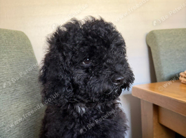 Miniature Poodle
