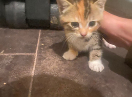 13 week old kittens I got 5 of them