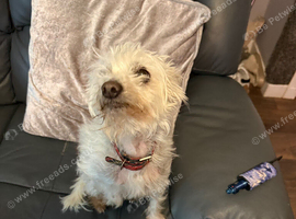 Chinese crested powderpuff