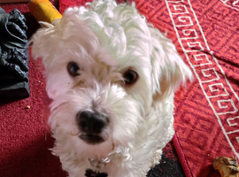 11 month old male dog