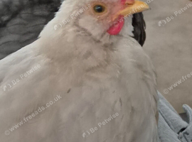 Pokin rooster 5 weeks old