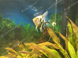 Angelfish