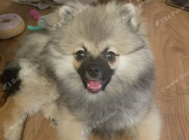 Pomeranian puppy