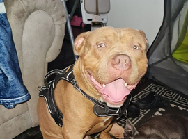Pocket bully for rehome