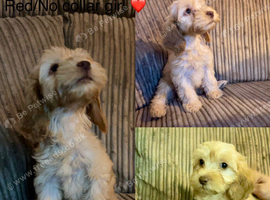 *REDUCED* READY NOW - 1 LEFT cockapoo puppies