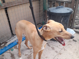 Lurcher male