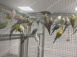 Stunning Various Baby Budgies