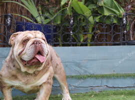 Chocolate and tan Merle English bulldog Stud