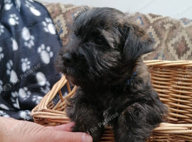 Playful, Healthy Robust Pups