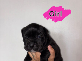 Cane corso x puppies