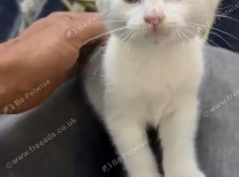 Full white Albeno baby cat