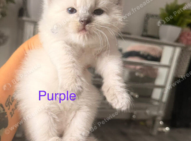 Purebred Blue Point & Blue Mitted Ragdoll