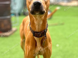 1 yr old Bull/Grey/whippet
