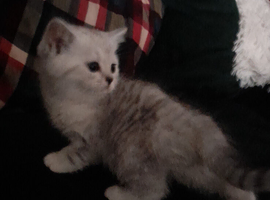Scottish fold kitten.READY MONDAY.