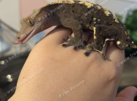 crested gecko and setup