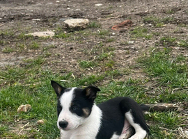 3 border collie pups for sale