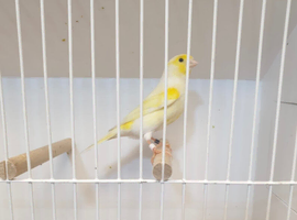 Canaries for sale