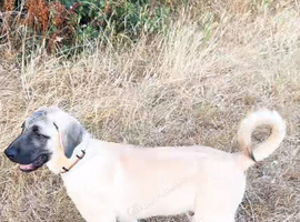 Kangal pup&rsquo;s