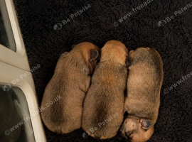 3 female french bulldogs puppies
