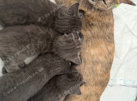 Kittens