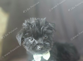 Yorkshire terrier yorkie puppies
