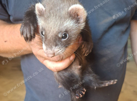 11 Week Old Micro Ferret- Hob