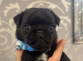 5 beautiful pug puppy's