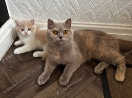 Cream and white British shorthair kitten