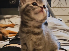 British shorthair cross kittens for sale