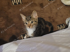 3 kittens
