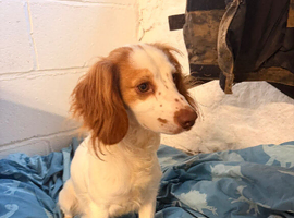 Lovely male cocker spaniel