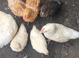 Chicks