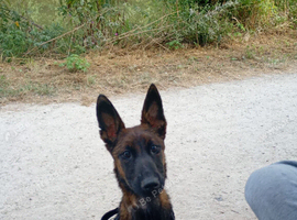8 month old Belgian malinois