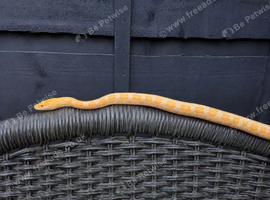BURMESE PYTHONS