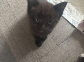 Male kitten