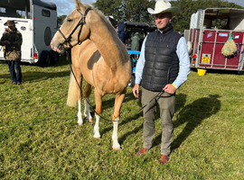 Akhal-take x trachner x Welsh cob