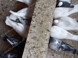 Rapiedo pigeons for sale
