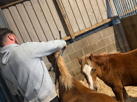 Exciting Welsh Colt - A Real Blank Canvas