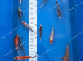High grade koi carp 6-8inches &pound;15-&pound;25