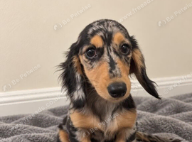 Silver dapple long haired female miniature dachshund