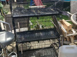 Breeding cages