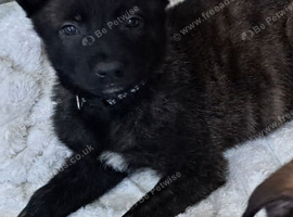 13 week Belgian malinois x dutch herder
