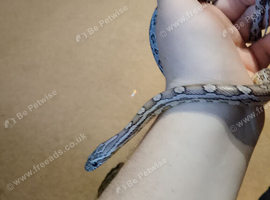 Corn snake