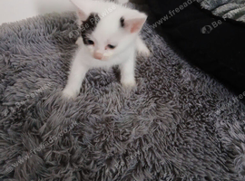 Beautiful kittens ready to leave now