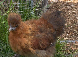 Silkie Chickens x 2 can go together or seperate FREE