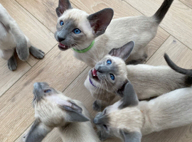 Pedigree GCCF Registered Siamese Kittens
