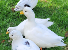 Call ducks pairs and a trio