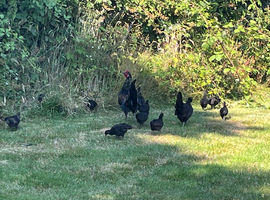 Free chicks to good home