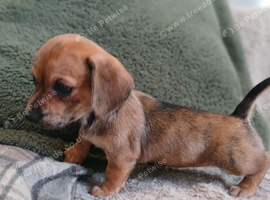 Daschund/chihuahua cross