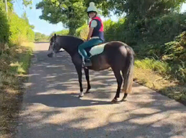 12.2hh Registered New forest mare